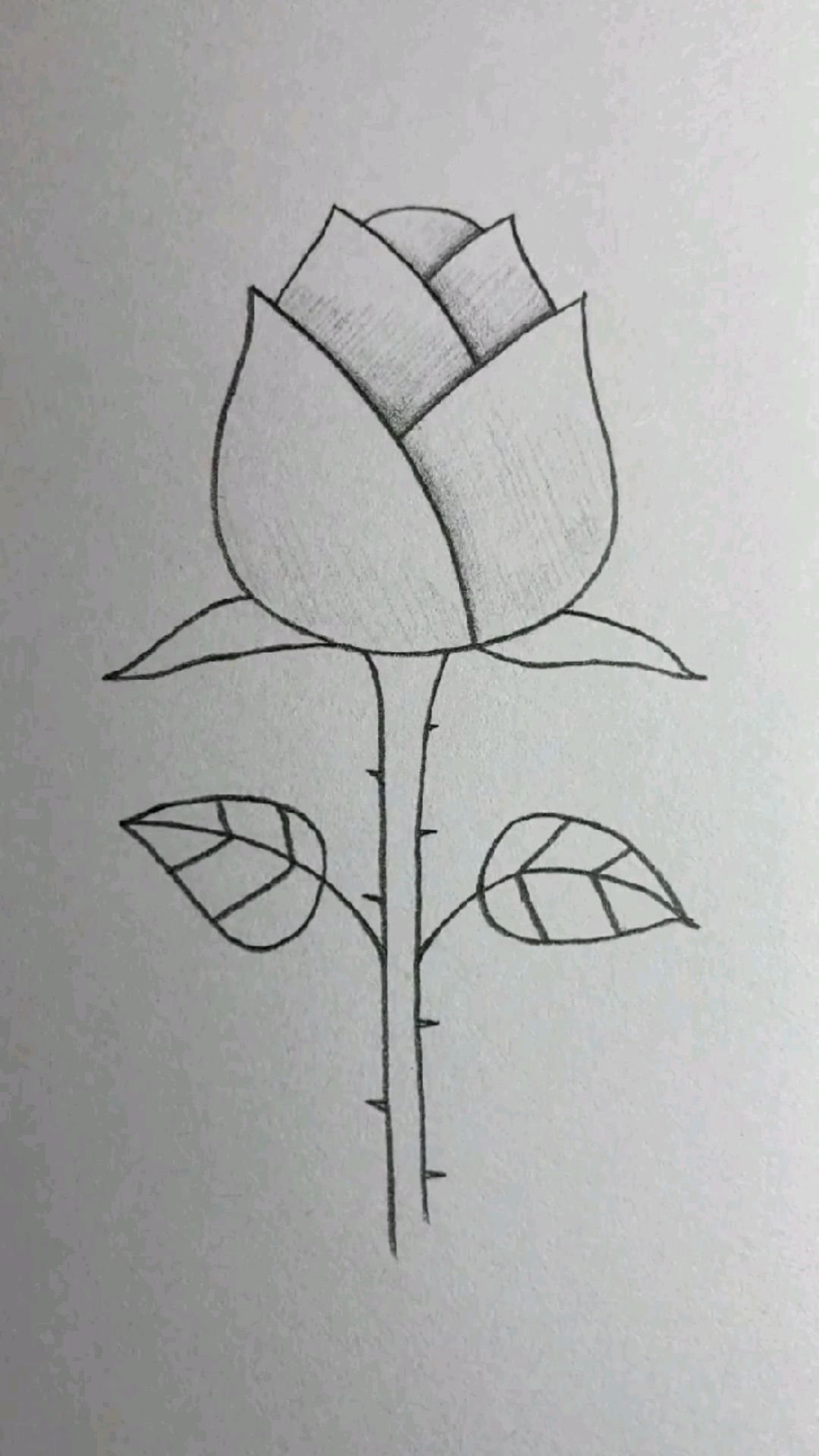 一朵玫瑰花送给大家