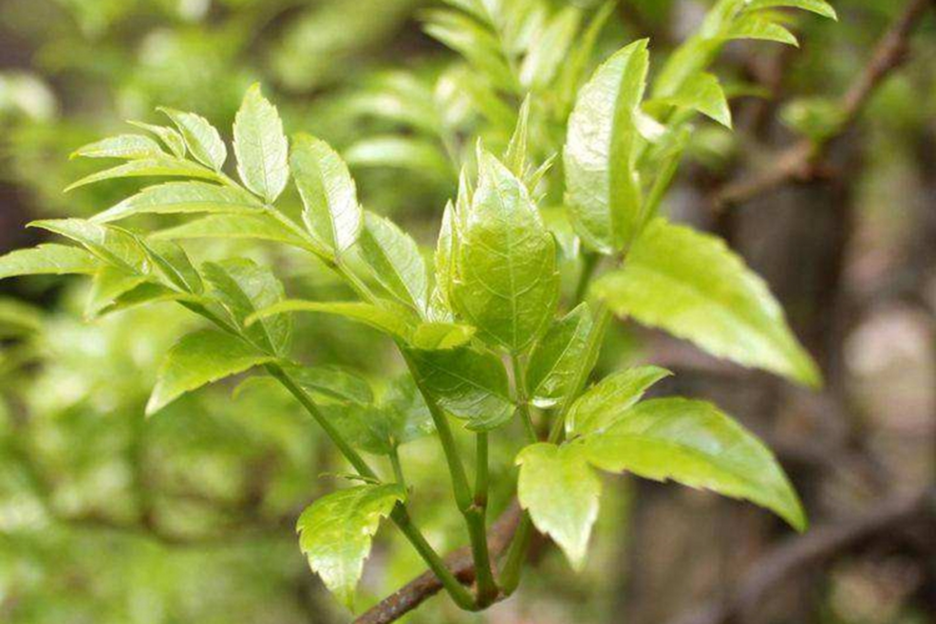 藤茶不仅具有独特的口感,还有许多好处.