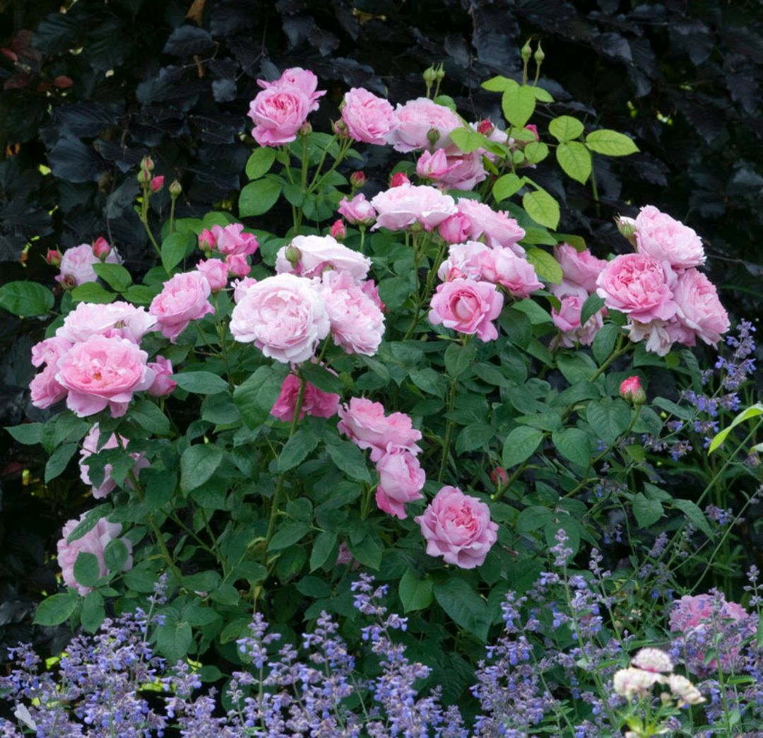 「耐热耐阴抗病」玛丽玫瑰(mary rose)