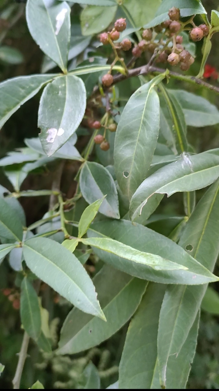 野花椒痔疮膏图片