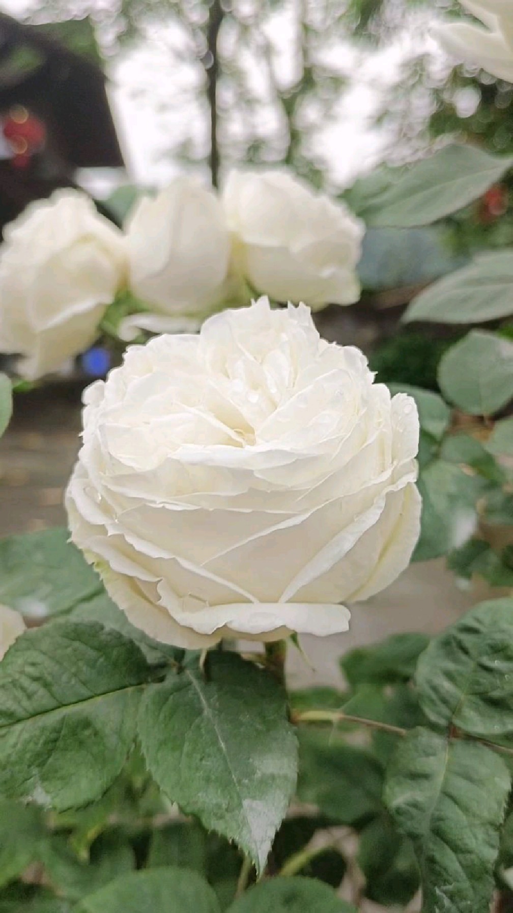 婚礼之路月季,不上镜拍不出它的神仙颜值,很多花友说不太好养,你们的