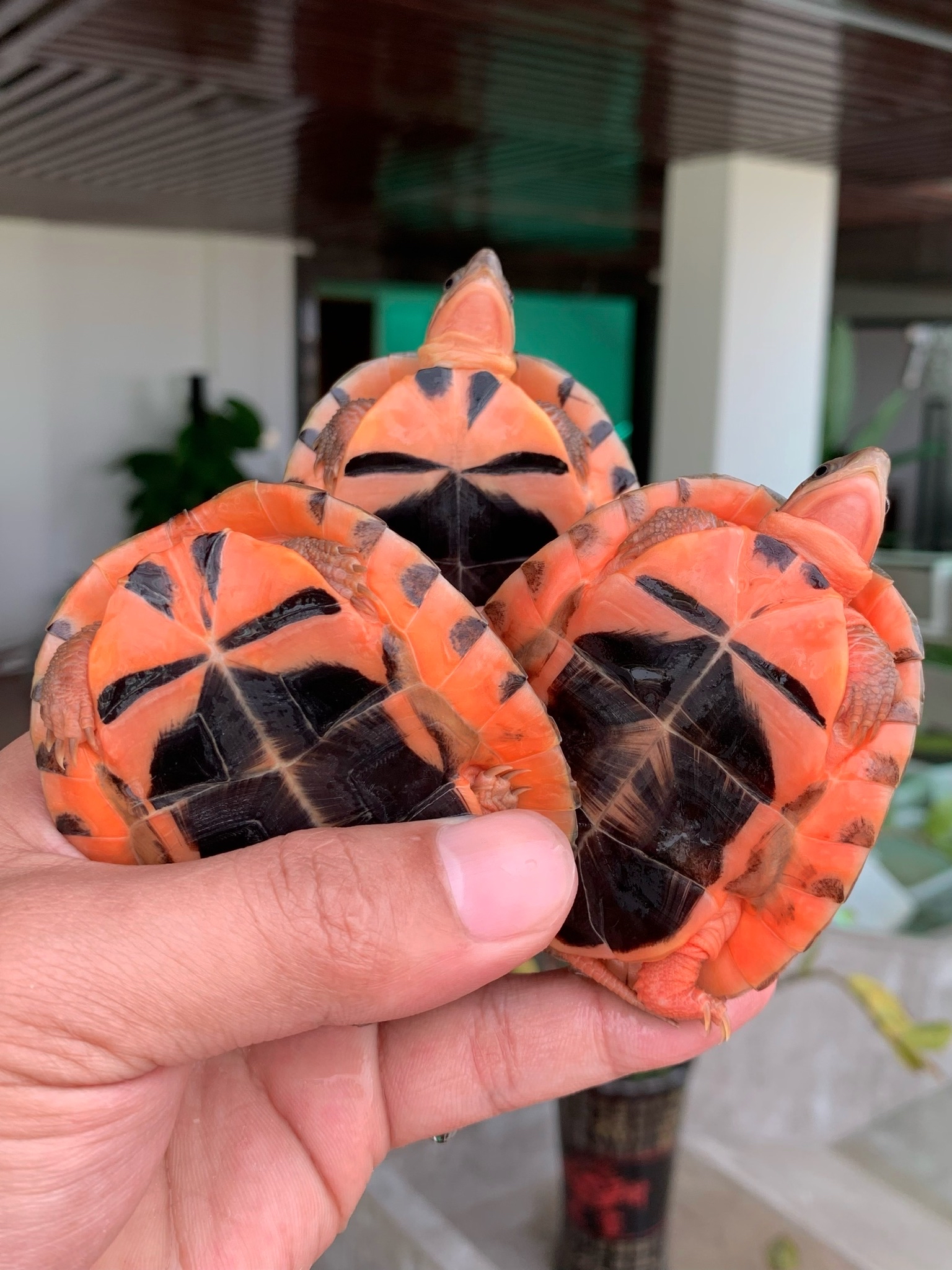 金钱龟最具有代表的品种:越南大米