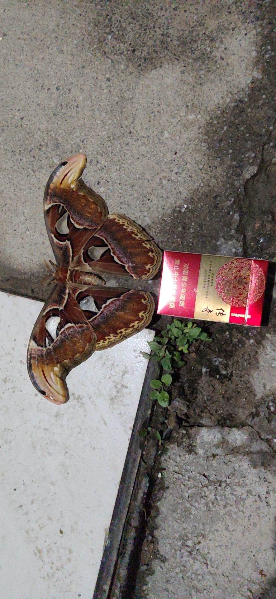 这是蛇头蝶?牢底坐穿蝶?