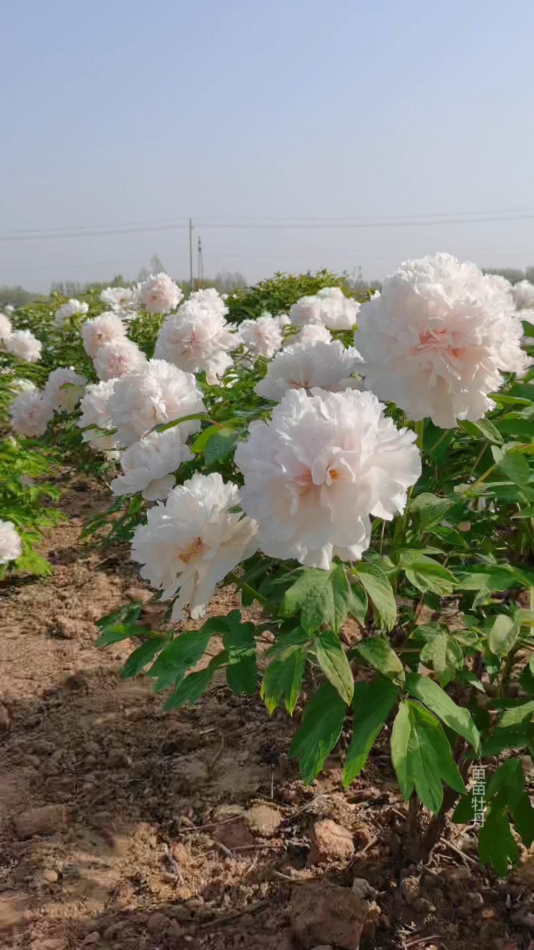 牡丹品种玉芙蓉图片