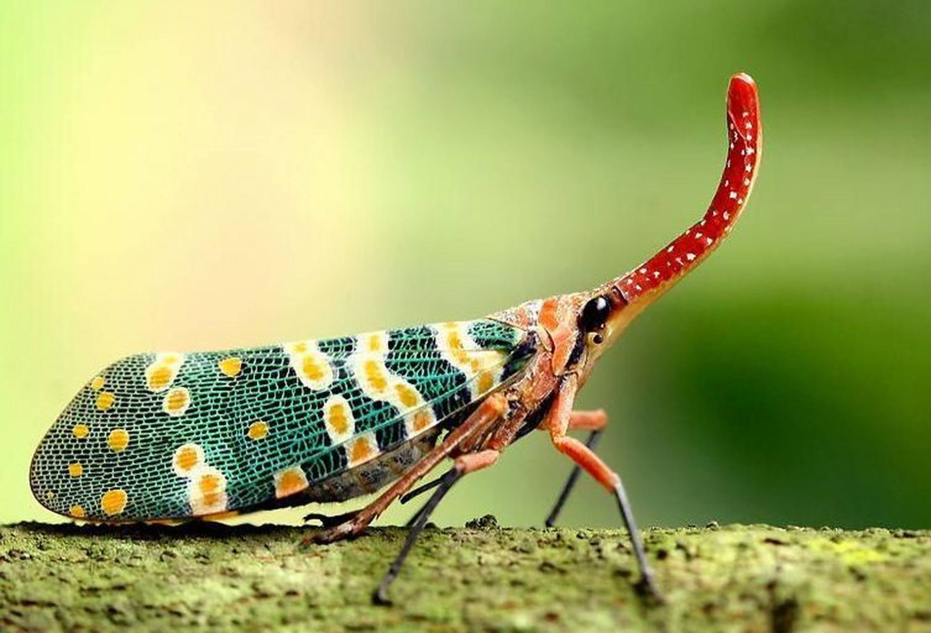 每天认识一种昆虫——龙眼蜡蝉 龙眼蜡蝉体长2~2.