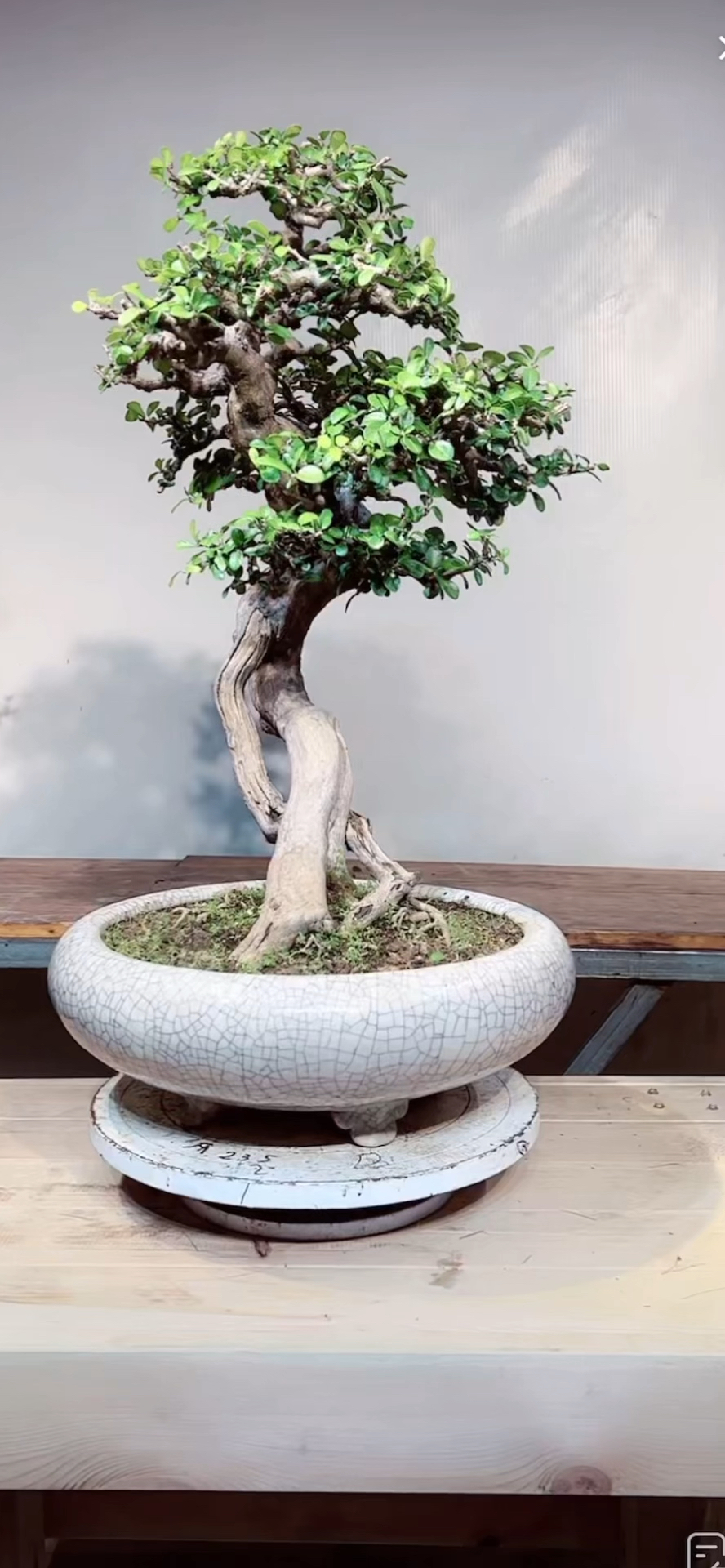 老师傅花甲线培养出来的一颗博兰盆景,老度十足.