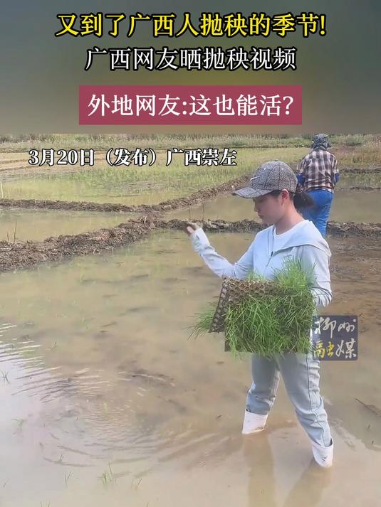 又到了广西人抛秧的季节!广西网友晒抛秧视频,外地网友这也能活