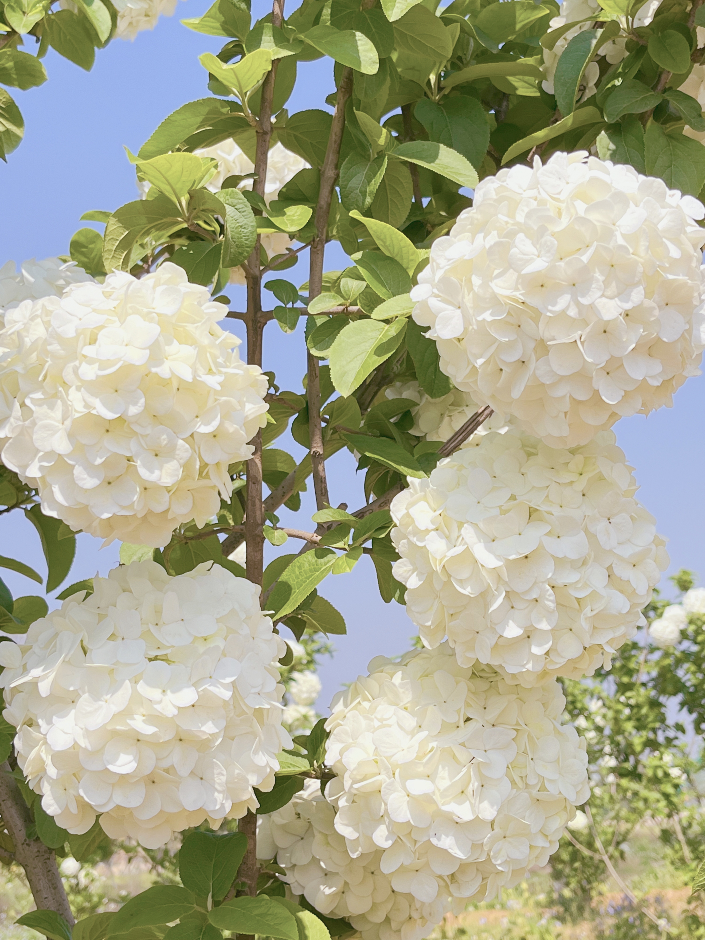 四月,这片最美中华木绣球火爆来袭!