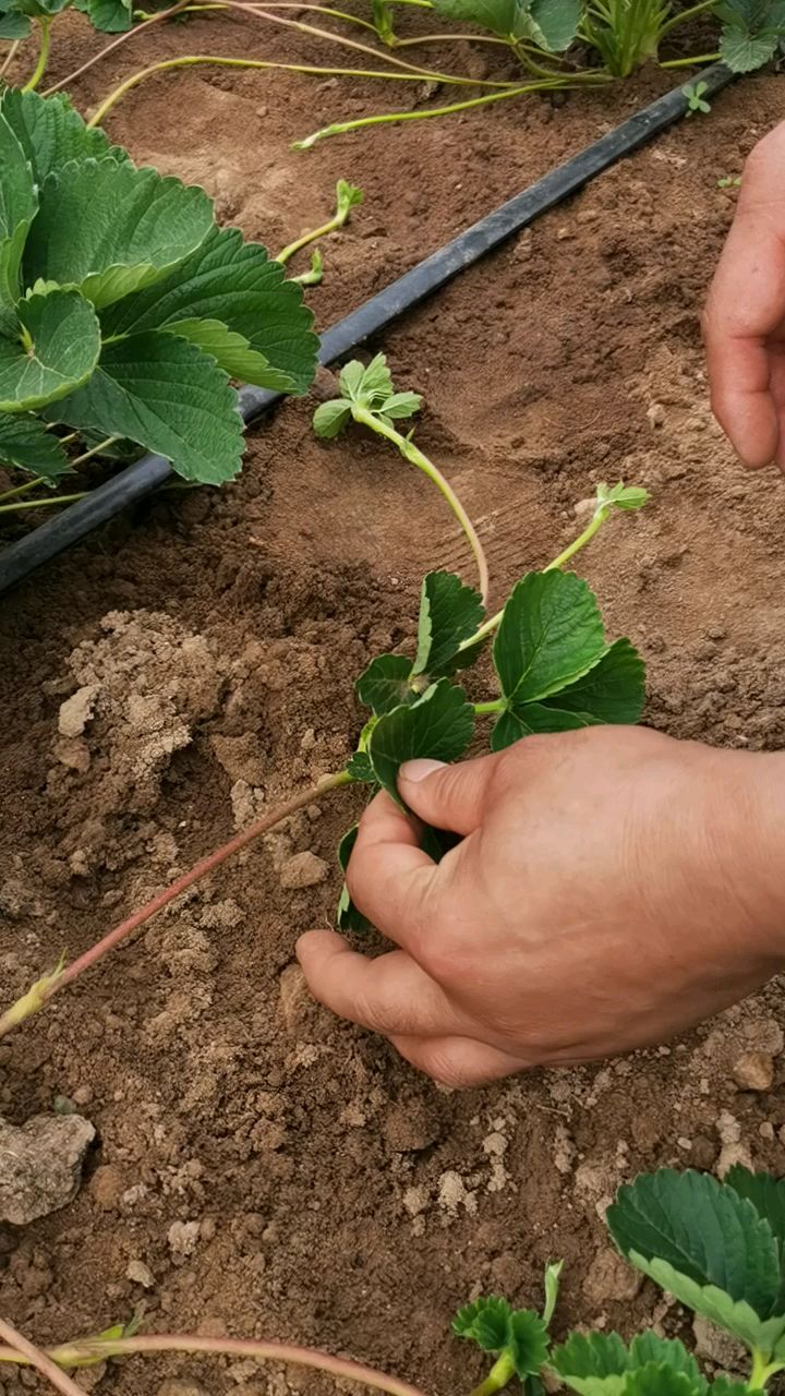 草莓苗育苗基地八月份大量出苗红颜章姬隋珠妙香白草莓品种予定