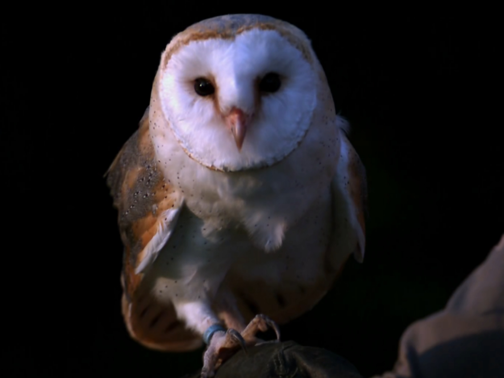 仓鸮(xiao)是一种猫头鹰,它有一个非常神奇的听觉系统.