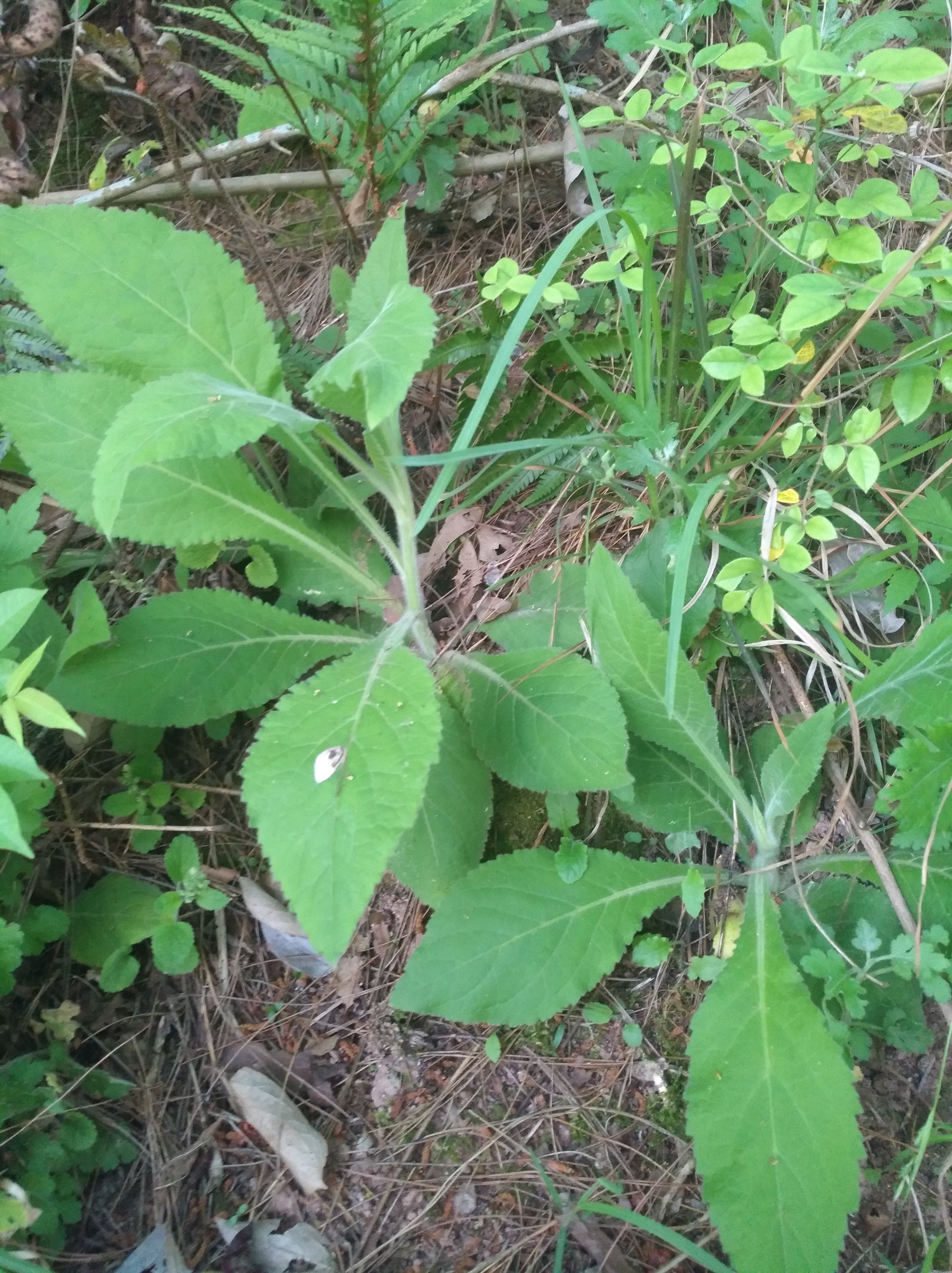 野烟叶,中药名天明精,有药用价值的野草,农村山里有生长