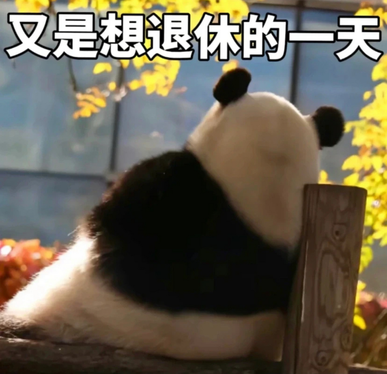 大熊猫打工人表情包,深刻诠释了当代打工人的心理状态,好好笑,哈哈