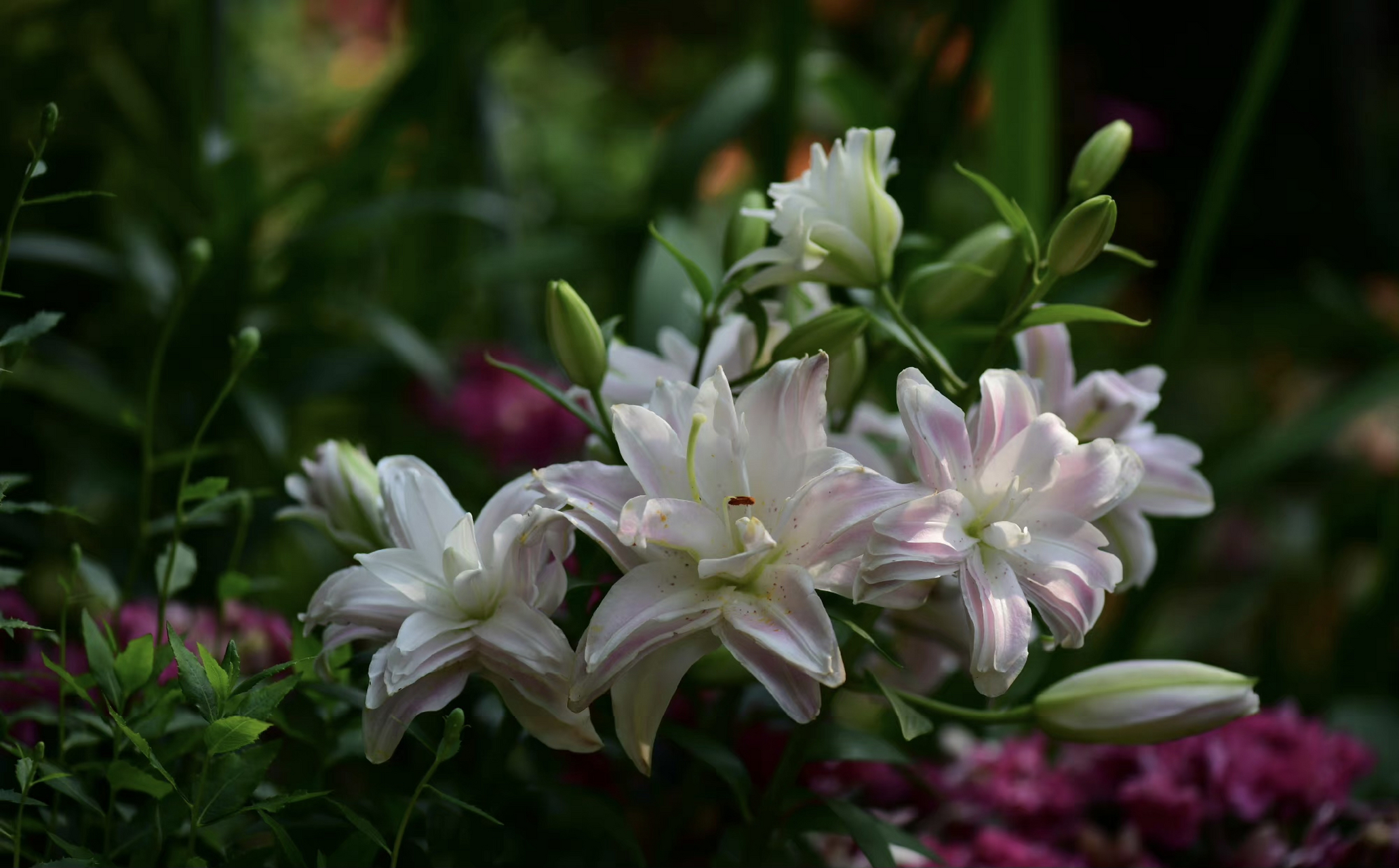 重瓣儿百合,罕见品种