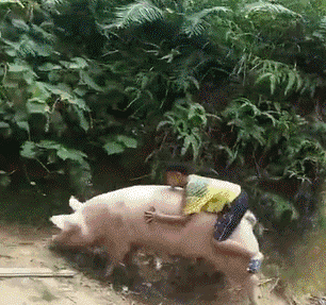 雪中跳舞,原来是它——一只猫咪哈96!