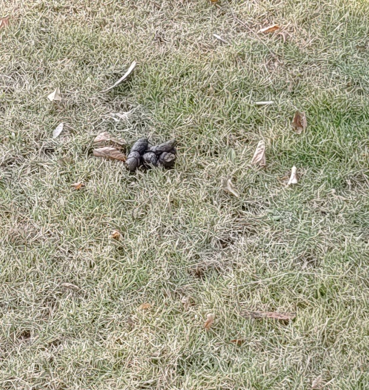 素质堪忧,管理落后!宁波这个小区绿化带上宠物粪便满地!