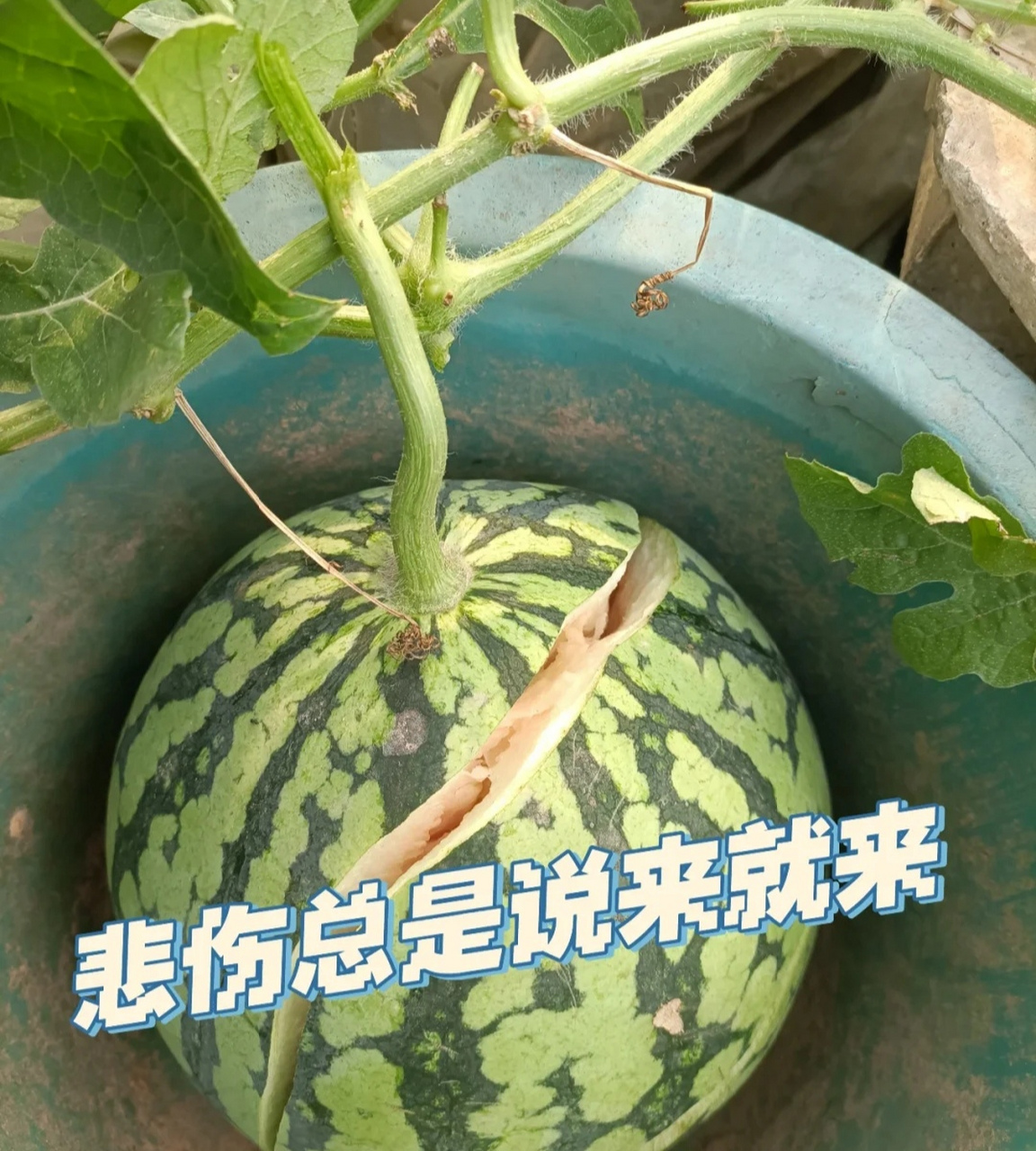 最悲伤的事了莫过于自己亲手种的西瓜,还没成熟就想开了.