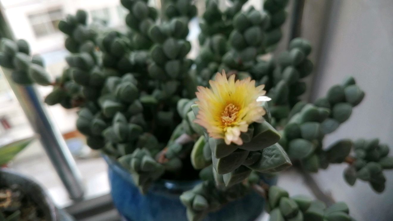 大棚主都第一次见的多肉开花,你见过吗