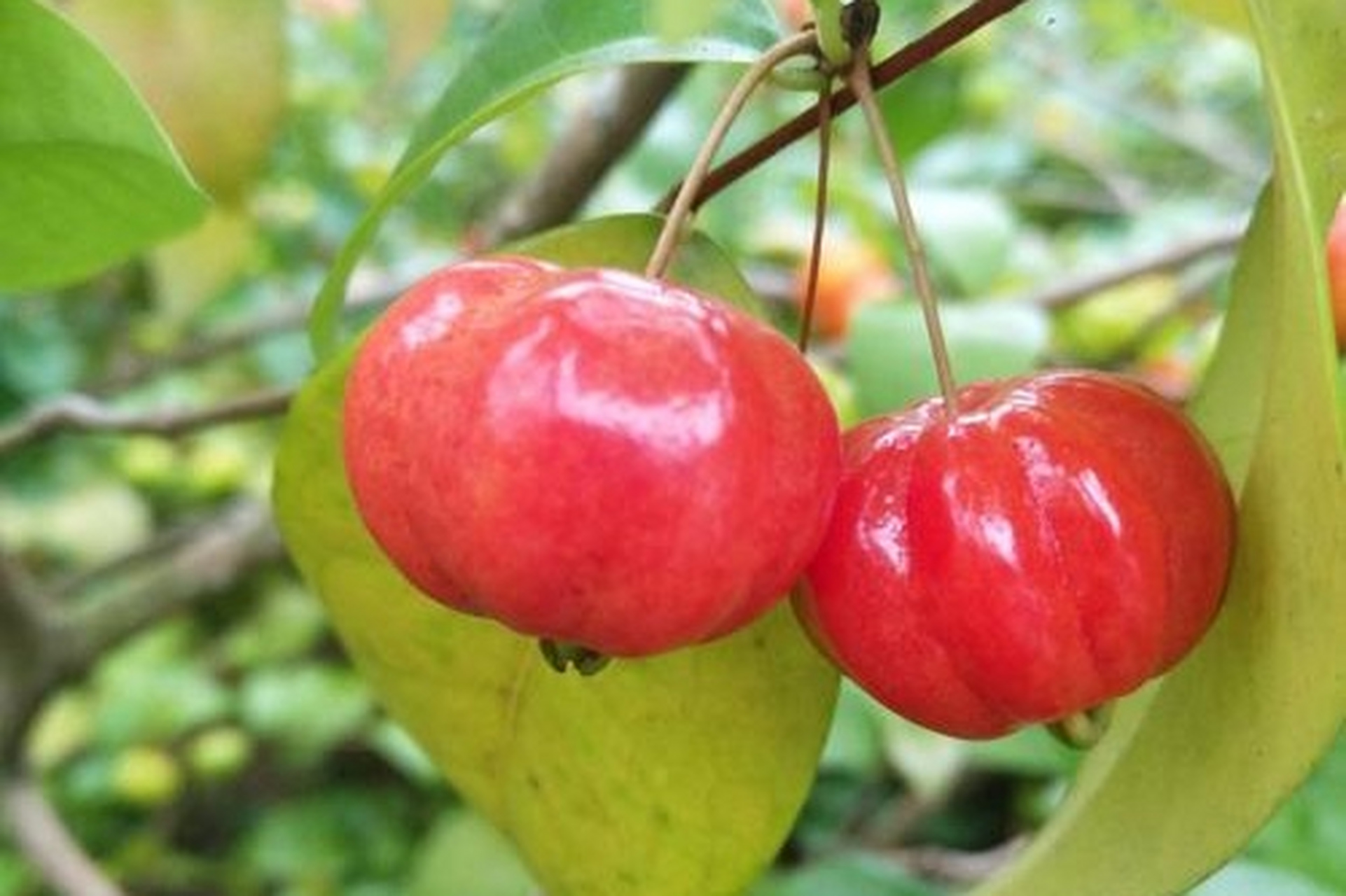 分享植物:寓意美好的巴西红果仔  巴西红果仔是一种具有美好寓意的