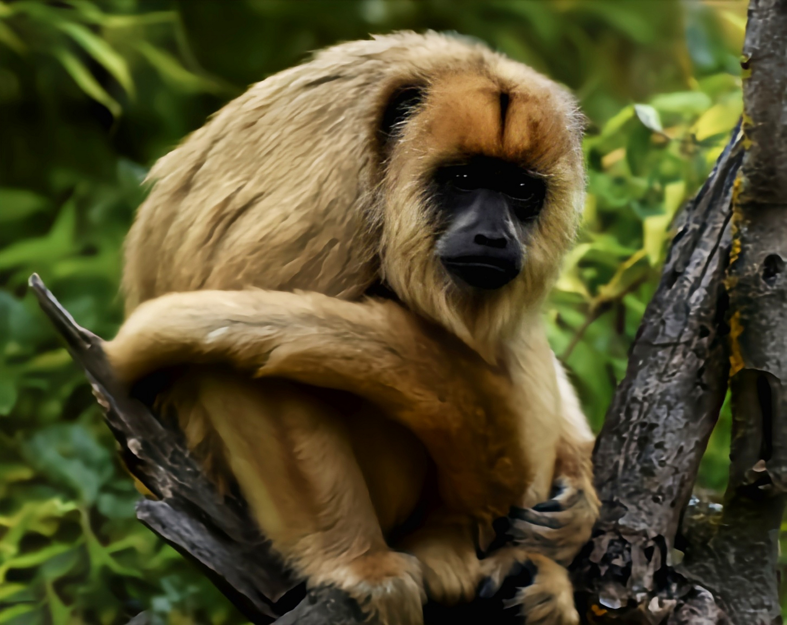 每天认识一种动物——黑吼猴 黑吼猴 灵长目,蛛猴科动物,生活于南美洲