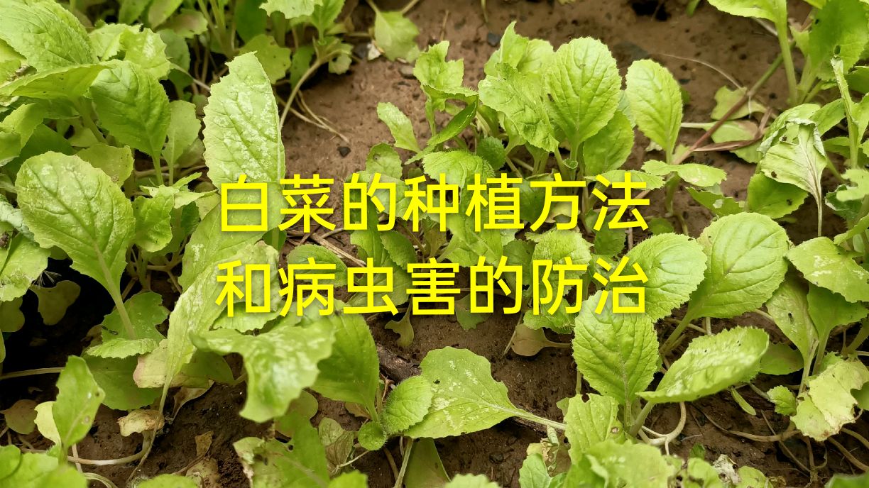 白菜的种植方法,和病虫害的防治,这样种植非常省事