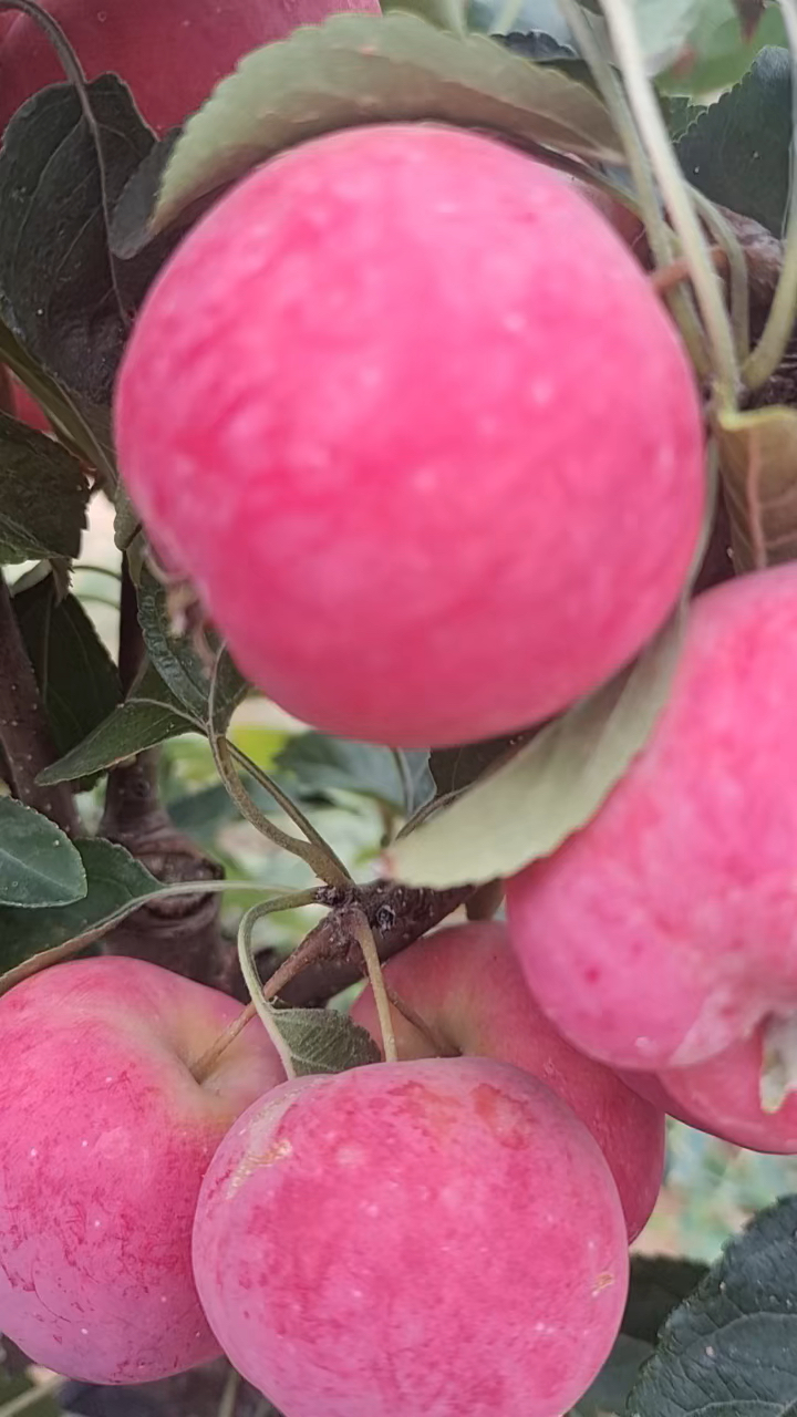 贵人果盆景,寓意家有贵人,富贵吉祥.