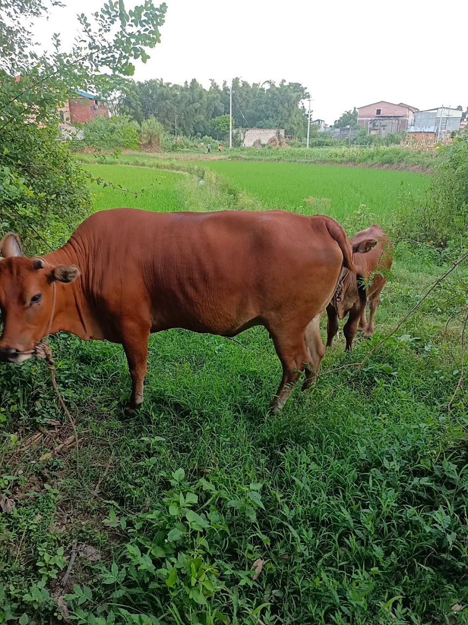 村里有个光棍不出去打工,在家养了一头母黄牛,还生了一头小黄牛,这就
