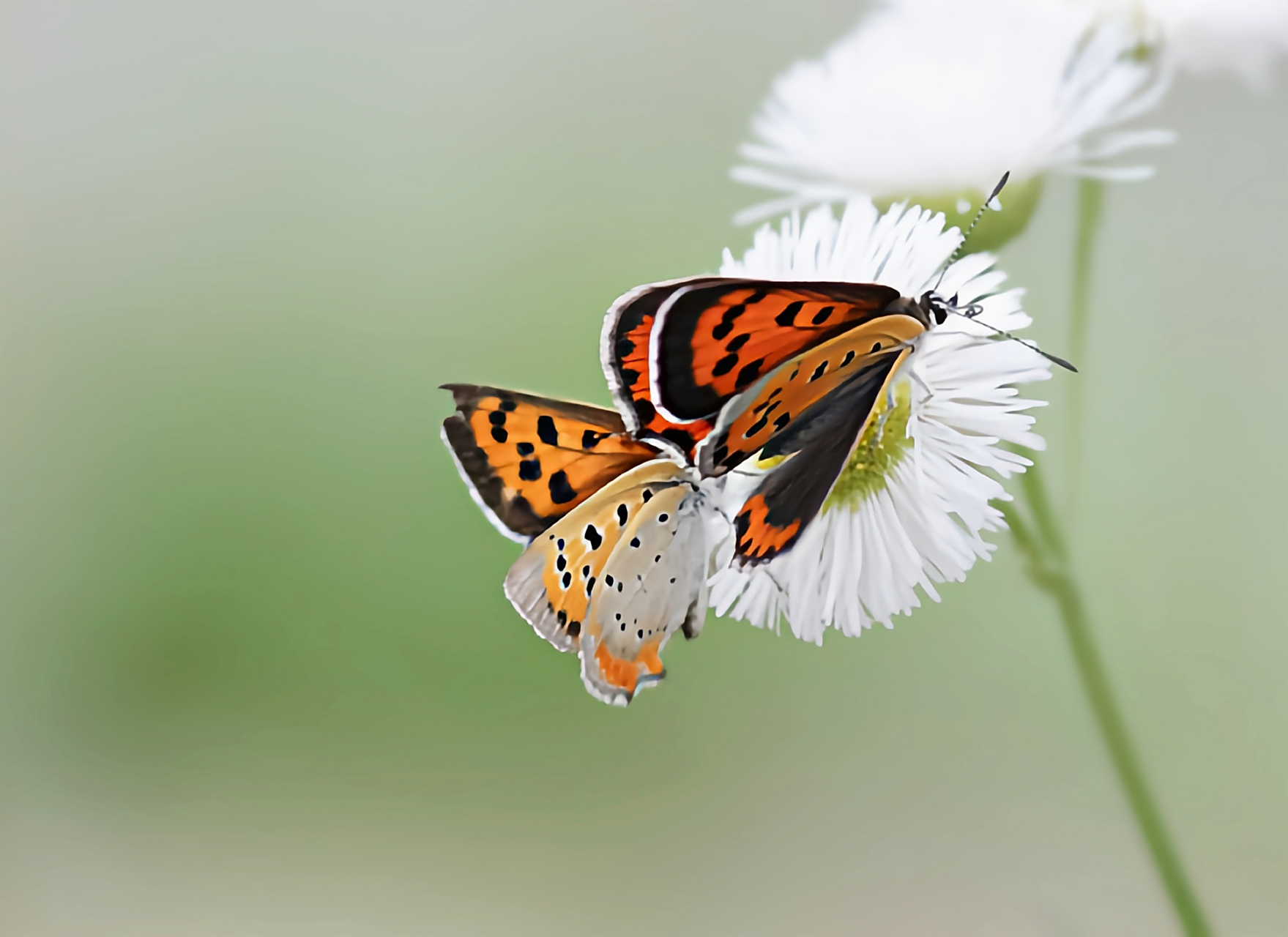 每天认识一种昆虫——红灰蝶 红灰蝶别名铜灰蝶,黑斑红小灰蝶,成虫翅