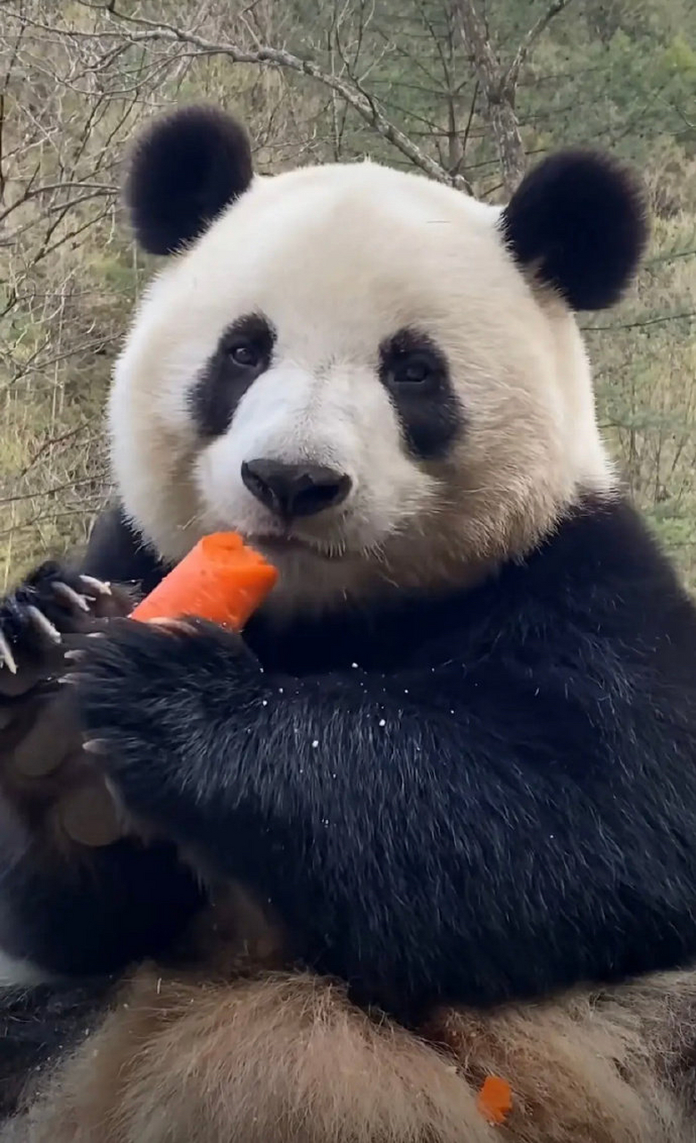大熊猫届吃播一姐小馨,吃什么都特别香[泪奔]