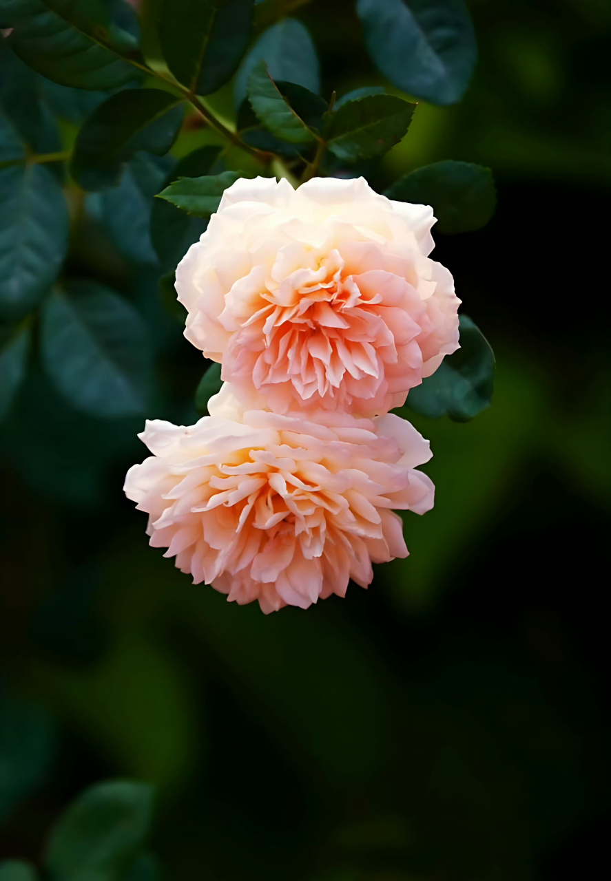 玛格丽特王妃月季,随手拍植物,雍容贵气又华丽,气质独特,香味迷人