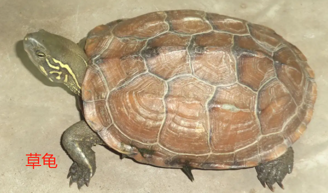 巴西龟臭还是草龟臭
