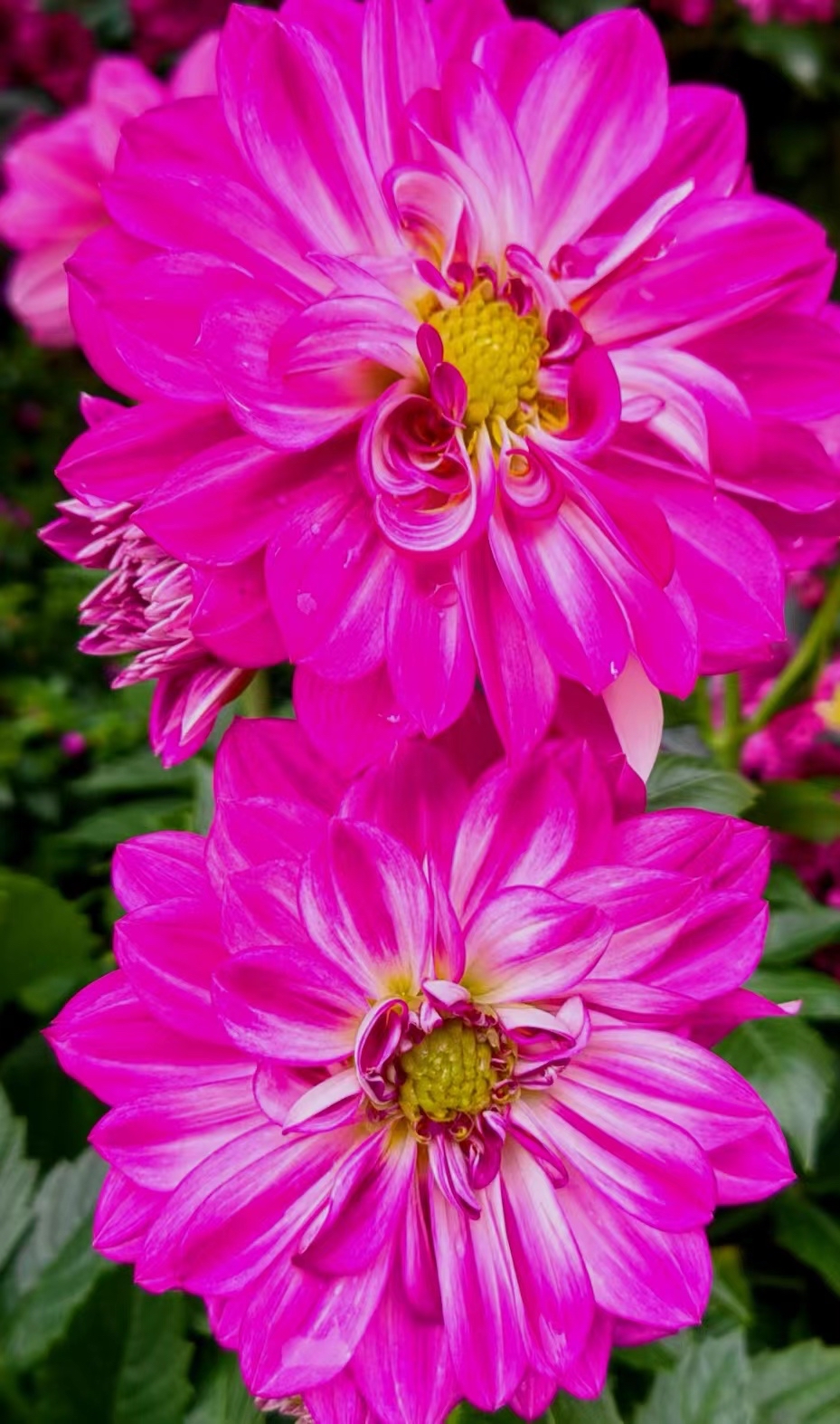 胡立强摄影:冬季花依艳