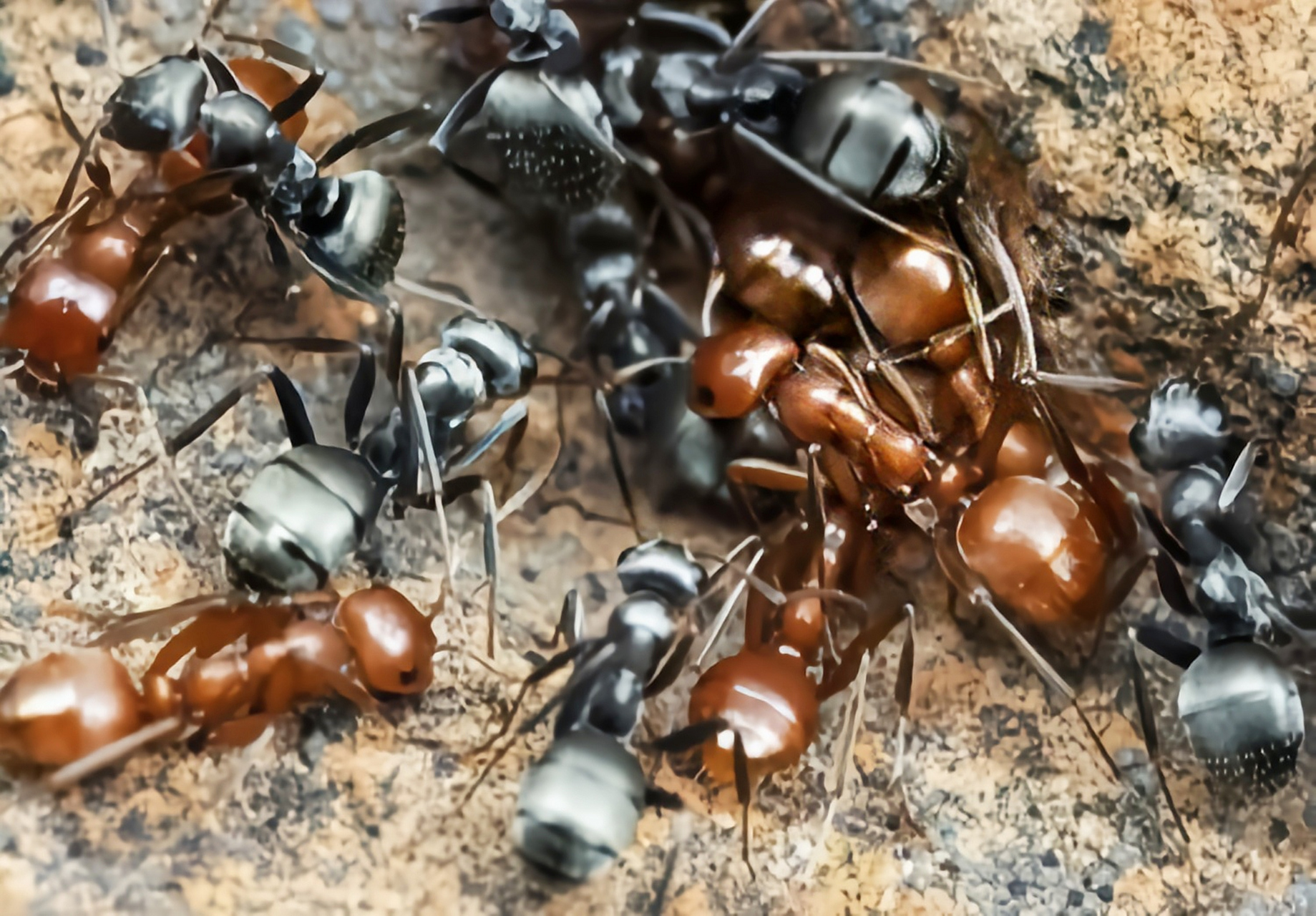 每天认识一种昆虫——尼科巴弓背蚁 尼科巴弓背蚁是膜翅目,蚁科昆虫