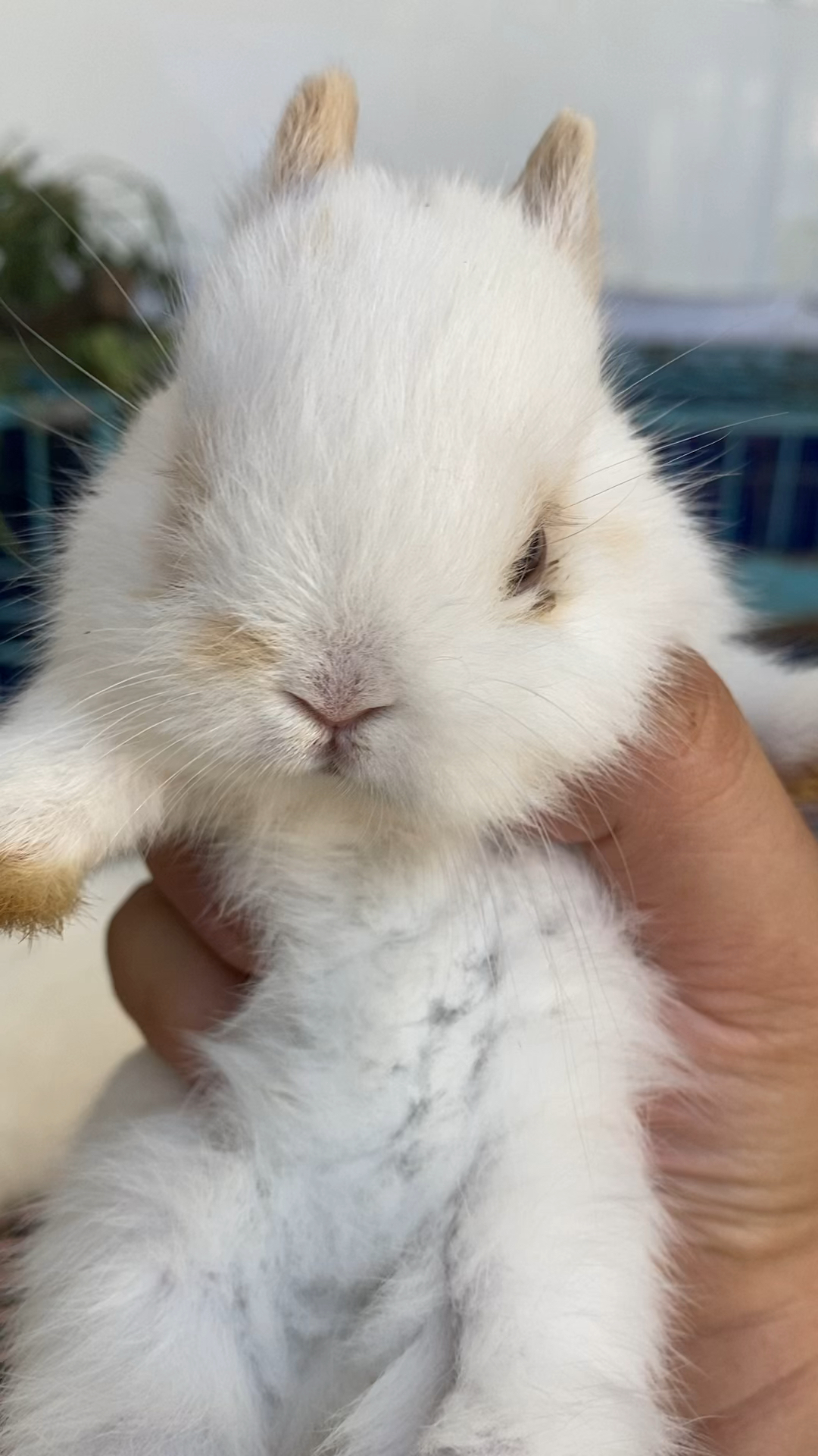 美国进口侏儒兔碎斑弟弟