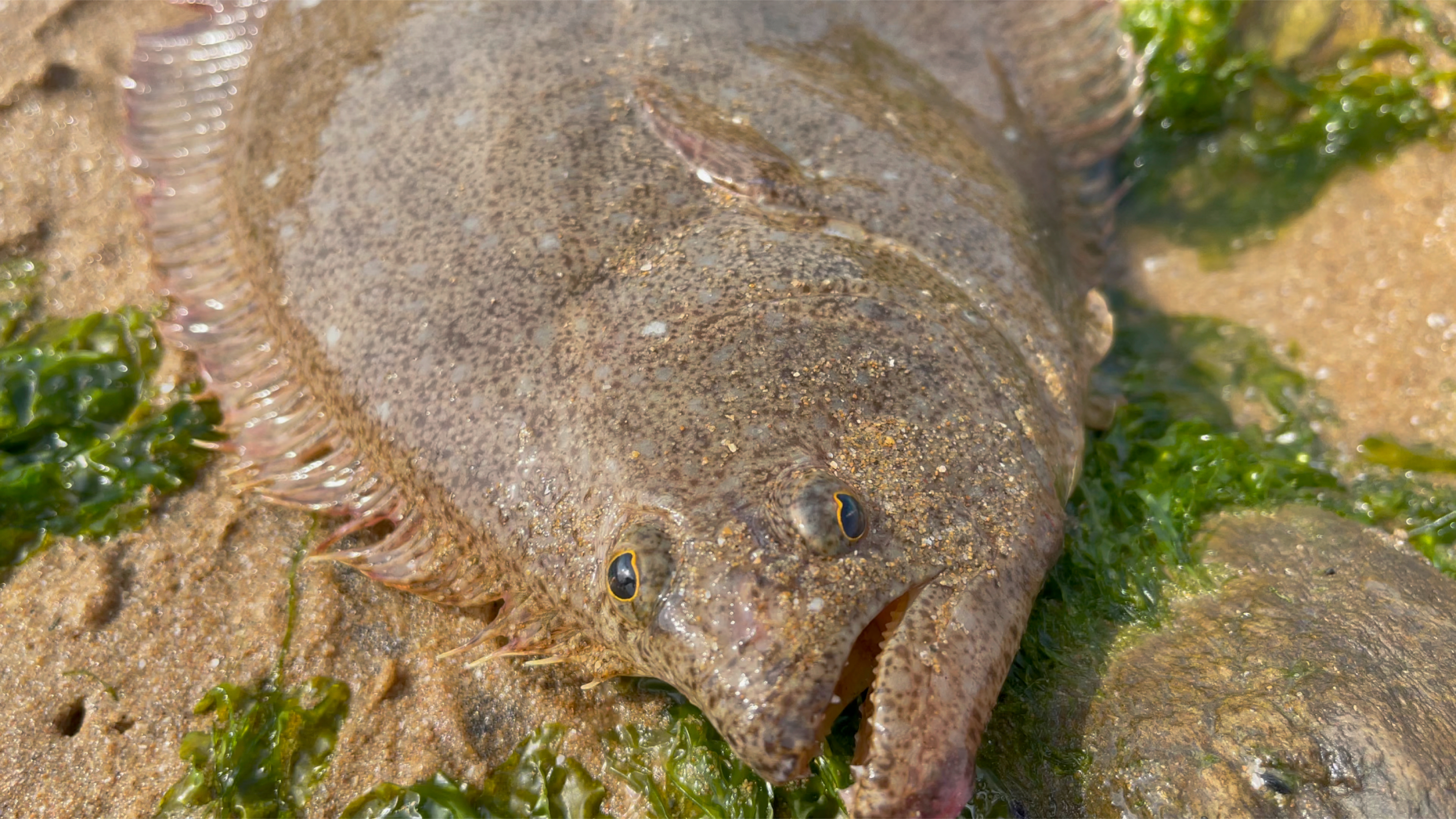赶海发现了好几条搁浅不认识的鱼和一条大鸦片鱼抓的太过瘾了