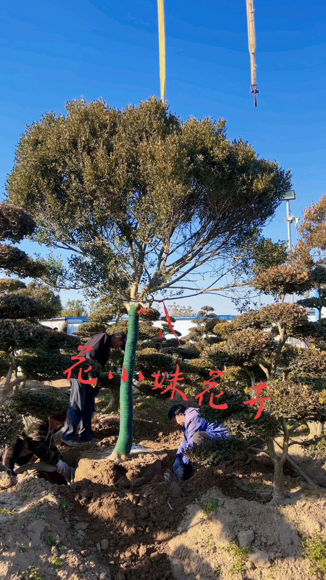 高杆瓜子黄杨树四季常青不落叶耐寒耐旱南北方都可以栽植