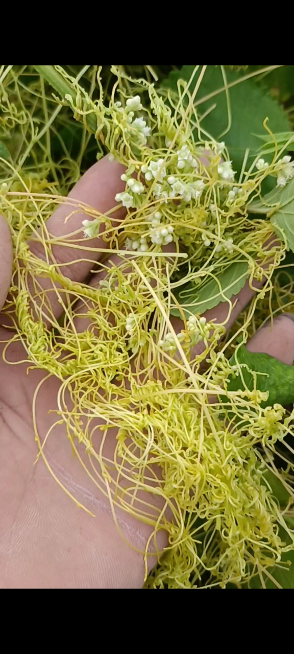 兔狮子也叫无娘藤