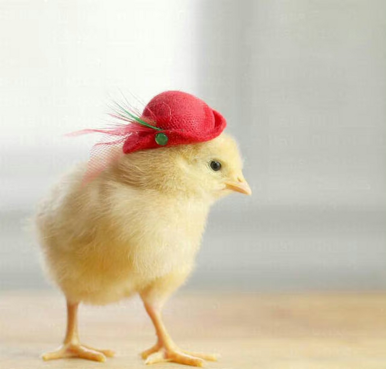 戴帽子的小鸡  |  美国摄影师 julie persons "浪漫 不是突然的惊喜