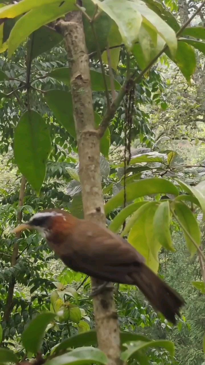 好看的白画眉鸟