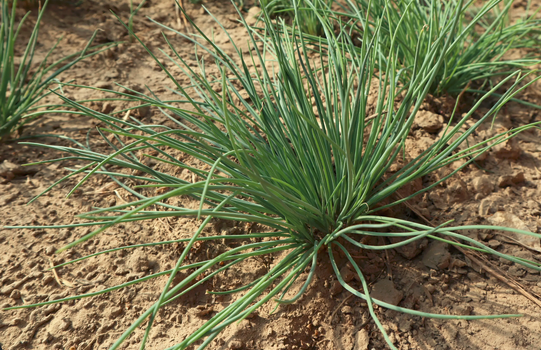 沙葱和韭葱,胡葱有什么区别?