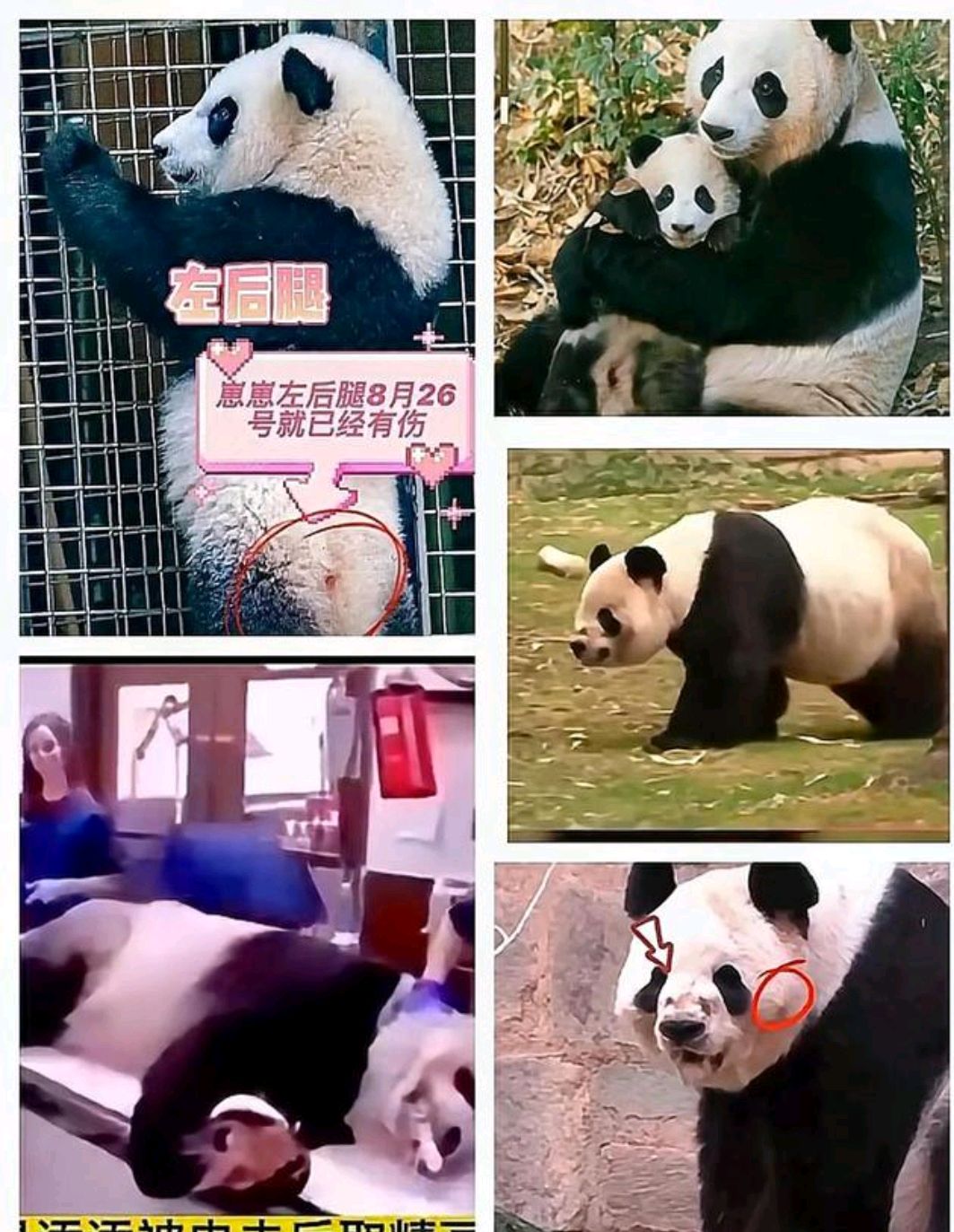 让我告诉你,大熊猫"美香"和"添添"的故事