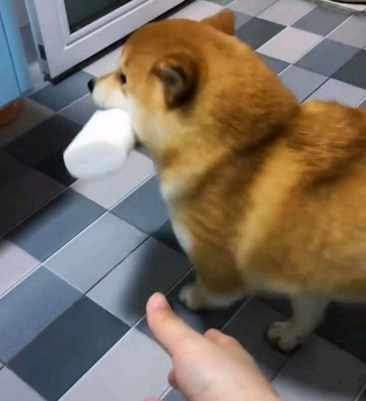 狗狗帮主人拿纸3入茅厕淡定转身