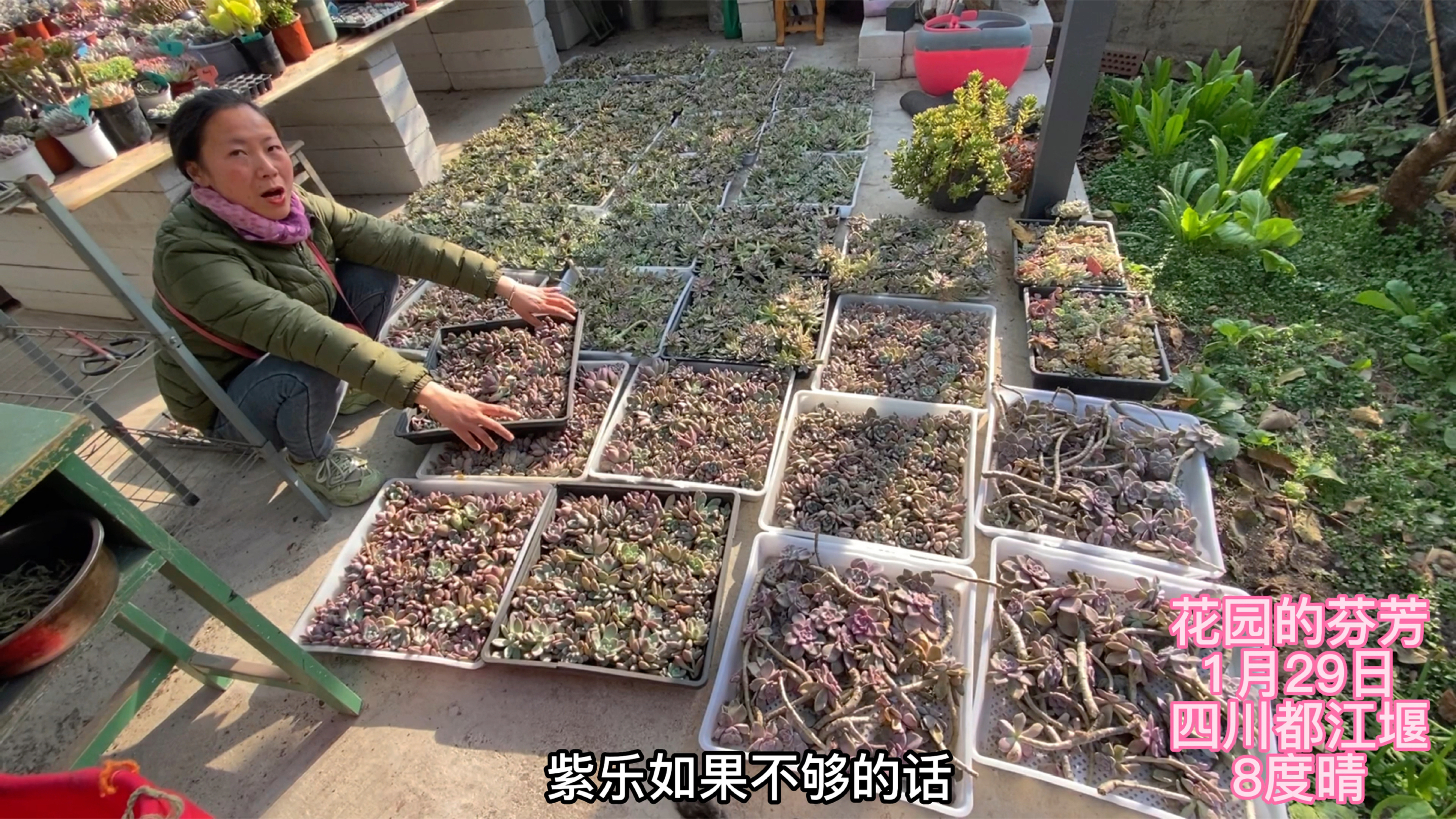 40多天老桩砍头苗都长根了,还越来越红,有紫雾淡雪奥普紫乐