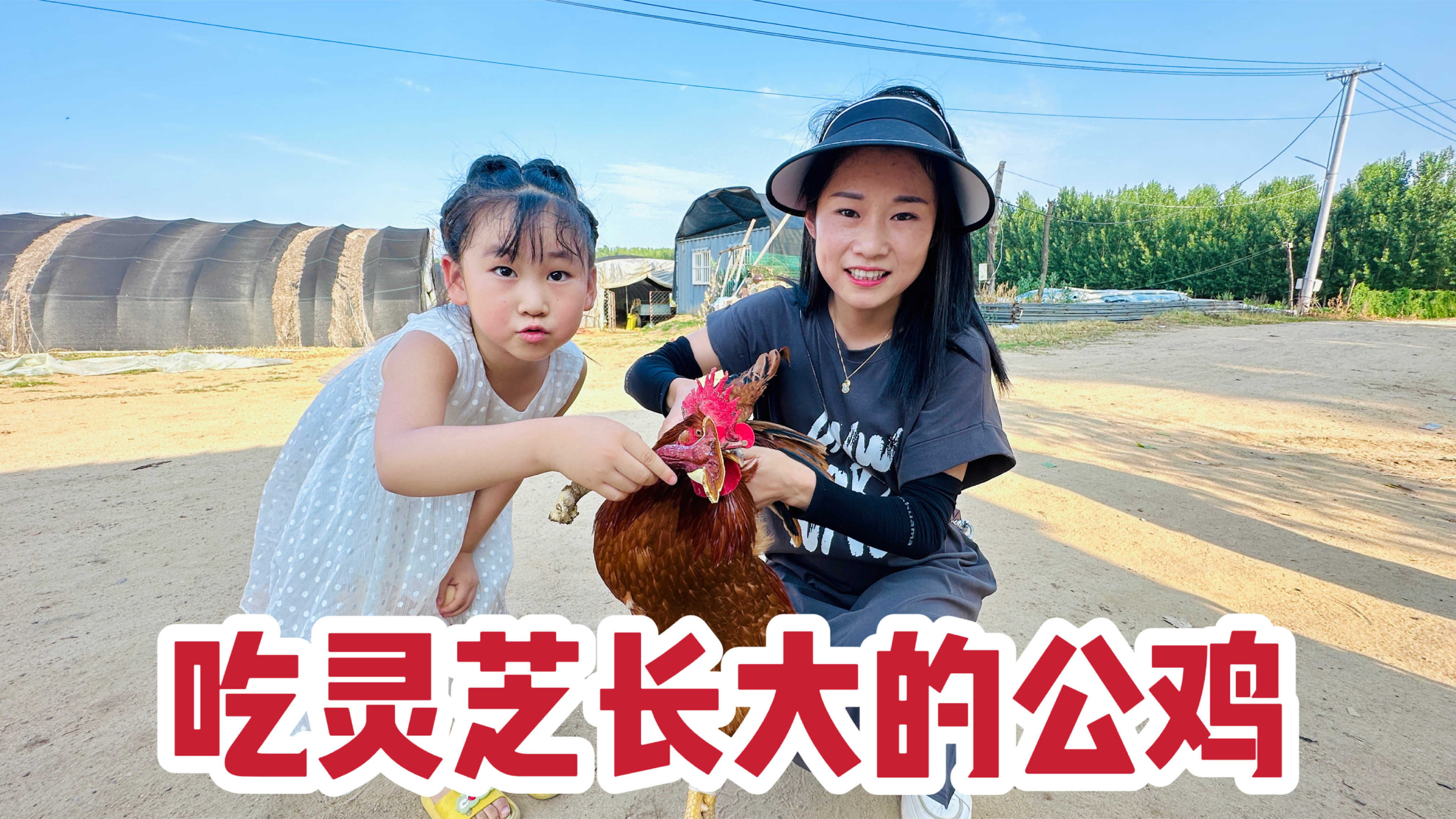 开车30多里路抓鸡，吃灵芝长大的公鸡就是香，大铁锅炖出来抢着吃