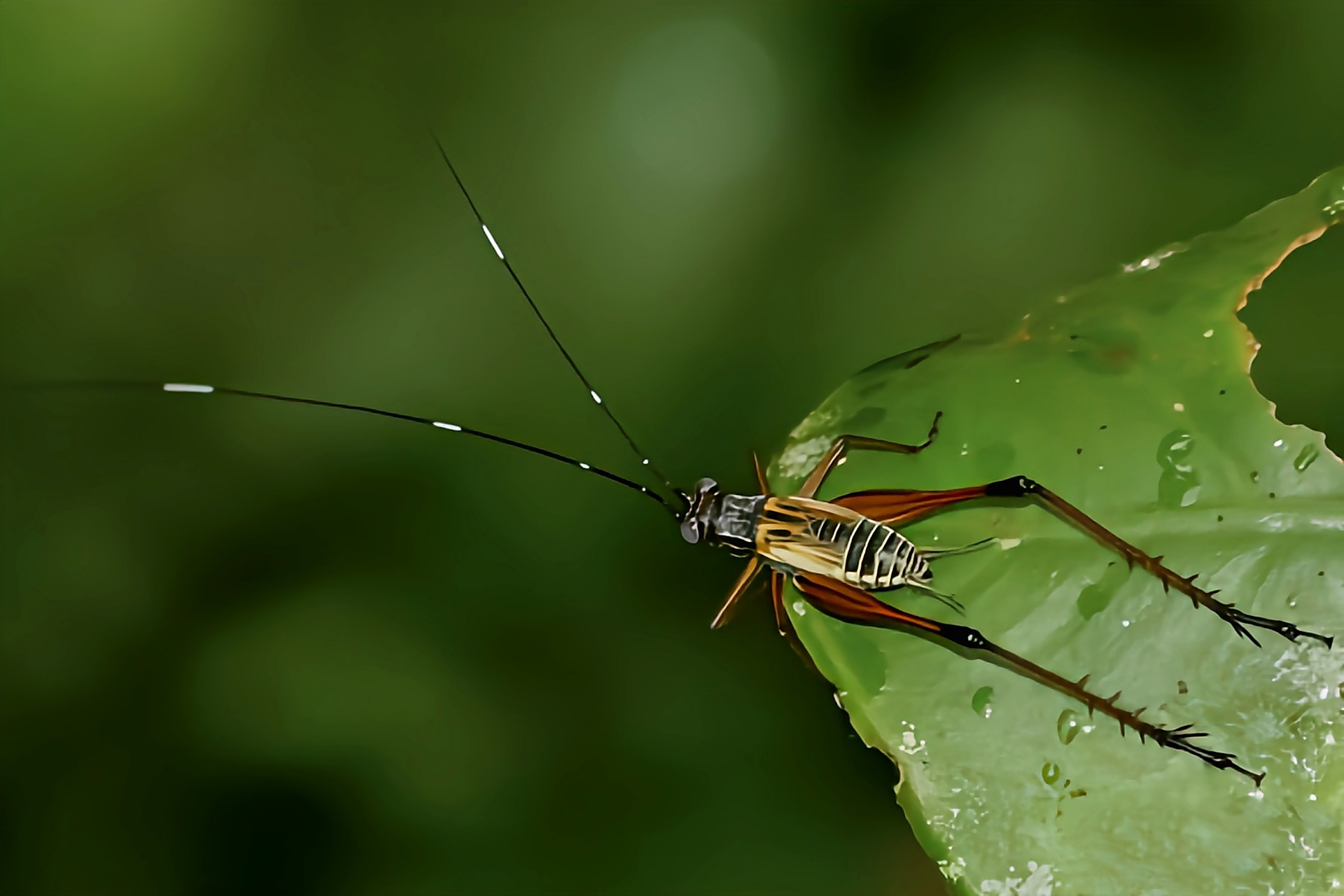 每天认识一种昆虫——琥珀蛉 琥珀蛉是直翅目,蟋蟀科昆虫,原产于亚洲