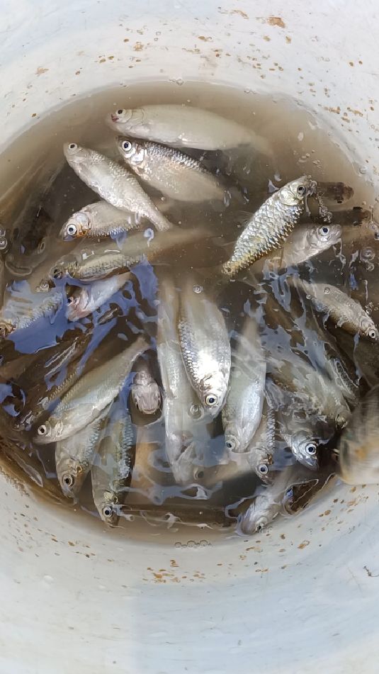 今天河里捉了一桶鱼!
