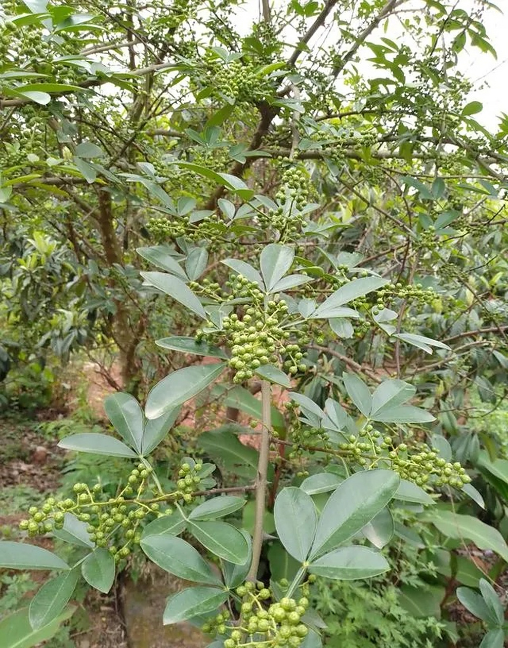 山上发现野生花椒苗一棵,窃喜.