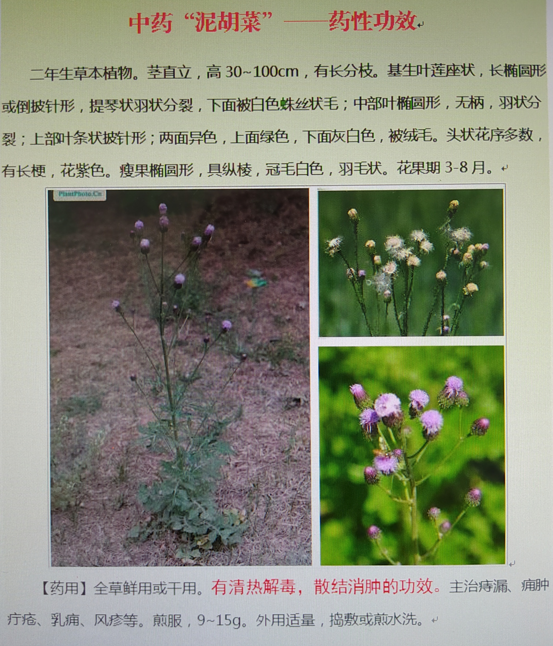 中药"泥胡菜"一一药性功效