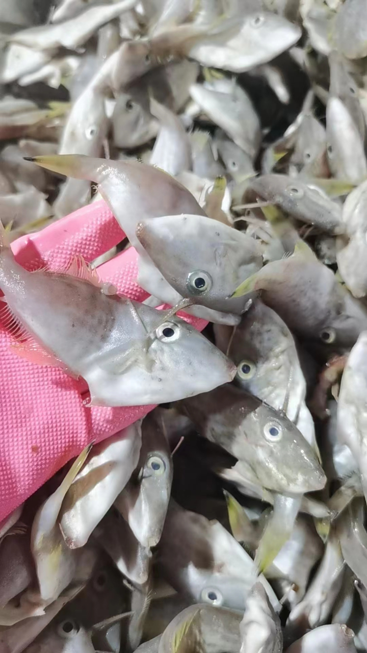 【野生小小扒皮鱼】莲网捕获新出 条条胖嘟嘟,深受大众喜爱小扒皮鱼