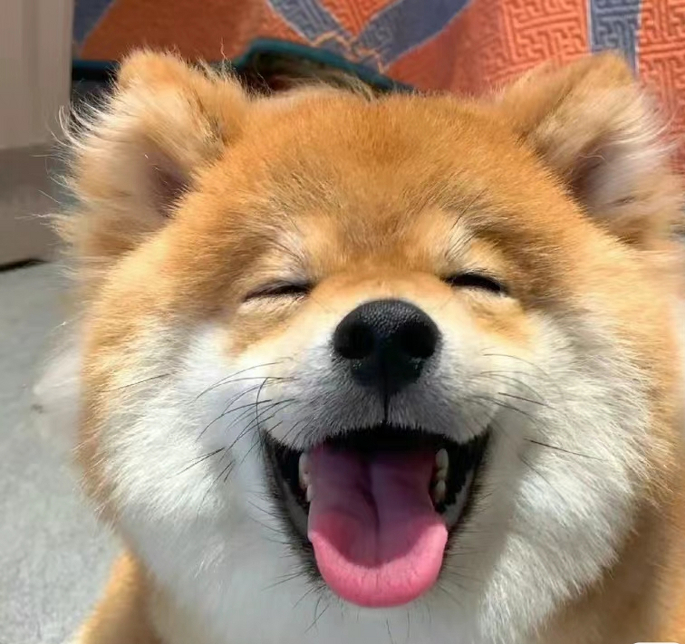 今日份笑脸共享 一起来共享这份微笑吧.嘿嘿!#狗狗