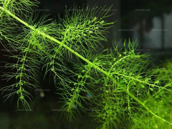 食虫植物——黄花狸藻